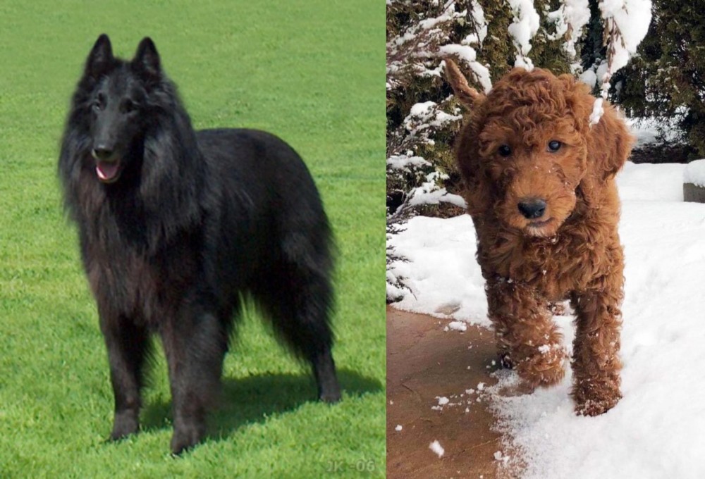 Irish Doodles vs Belgian Shepherd Dog (Groenendael) - Breed Comparison