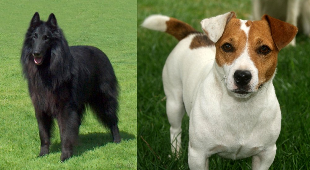 Irish Jack Russell vs Belgian Shepherd Dog (Groenendael) - Breed Comparison