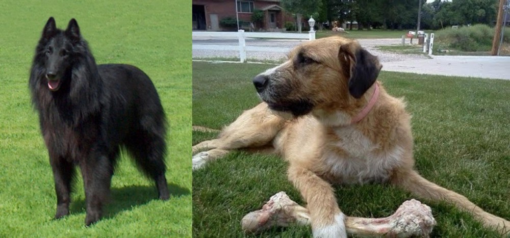 Irish Mastiff Hound vs Belgian Shepherd Dog (Groenendael) - Breed Comparison