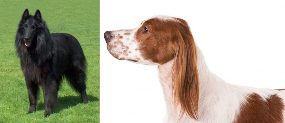 Irish Red and White Setter vs Belgian Shepherd Dog (Groenendael) - Breed Comparison