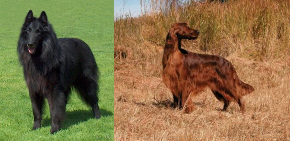 Irish Setter vs Belgian Shepherd Dog (Groenendael) - Breed Comparison