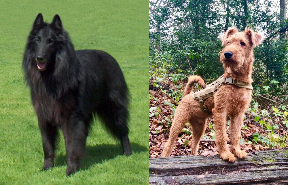 Irish Terrier vs Belgian Shepherd Dog (Groenendael) - Breed Comparison