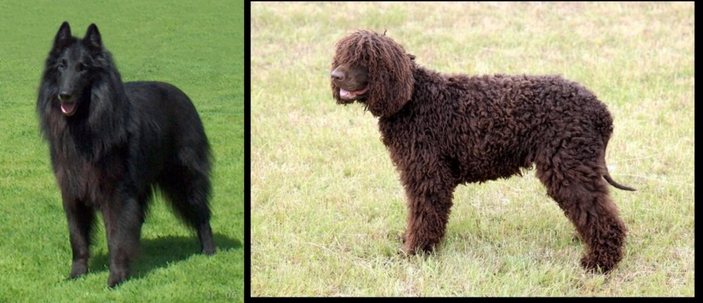 Irish Water Spaniel vs Belgian Shepherd Dog (Groenendael) - Breed Comparison