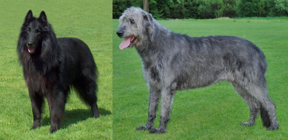 Irish Wolfhound vs Belgian Shepherd Dog (Groenendael) - Breed Comparison