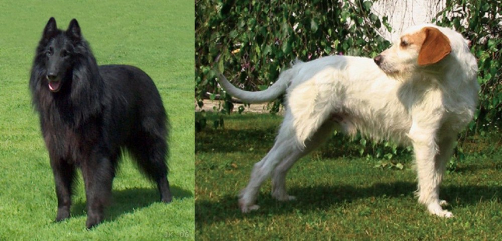 Istarski Ostrodlaki Gonic vs Belgian Shepherd Dog (Groenendael) - Breed Comparison