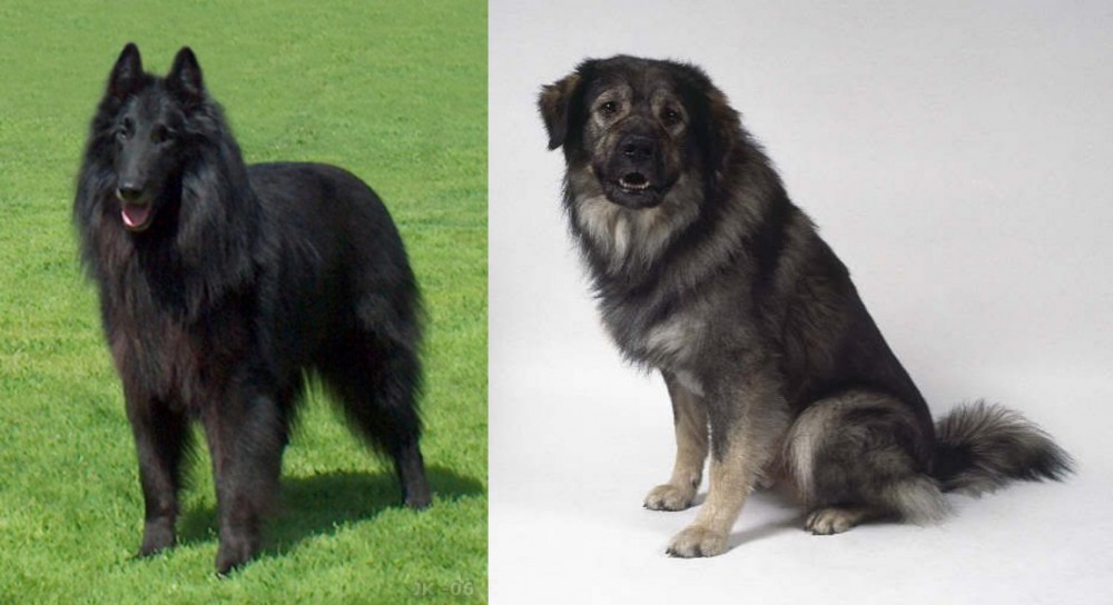 Istrian Sheepdog vs Belgian Shepherd Dog (Groenendael) - Breed Comparison