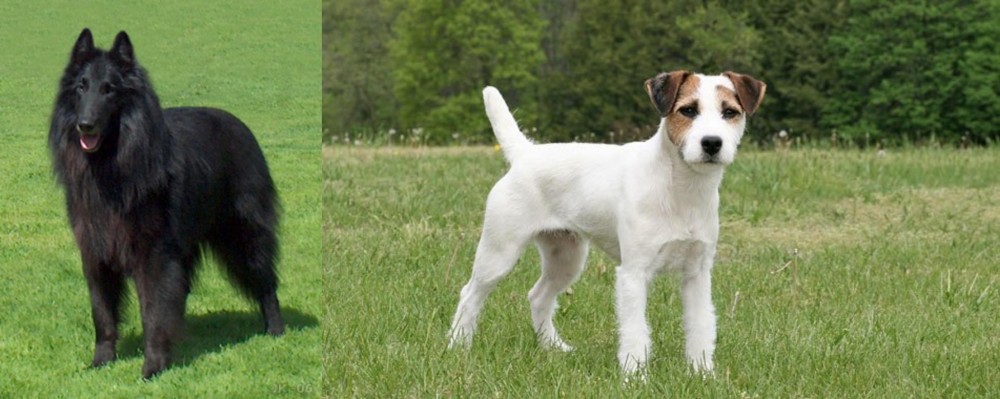 Jack Russell Terrier vs Belgian Shepherd Dog (Groenendael) - Breed Comparison
