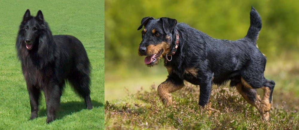 Jagdterrier vs Belgian Shepherd Dog (Groenendael) - Breed Comparison