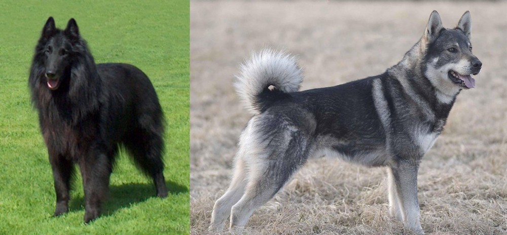 Jamthund vs Belgian Shepherd Dog (Groenendael) - Breed Comparison