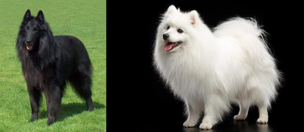 Japanese Spitz vs Belgian Shepherd Dog (Groenendael) - Breed Comparison