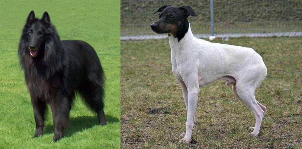 Japanese Terrier vs Belgian Shepherd Dog (Groenendael) - Breed Comparison