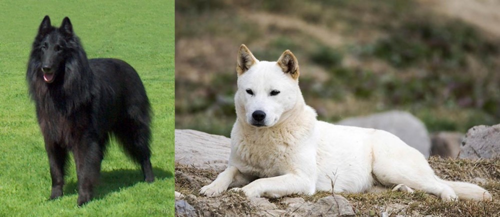 Jindo vs Belgian Shepherd Dog (Groenendael) - Breed Comparison