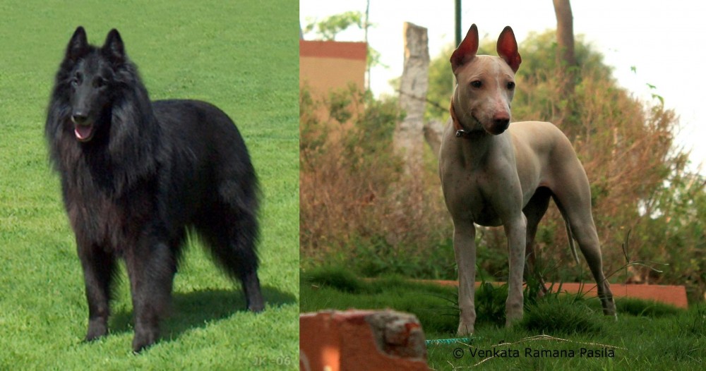 Jonangi vs Belgian Shepherd Dog (Groenendael) - Breed Comparison