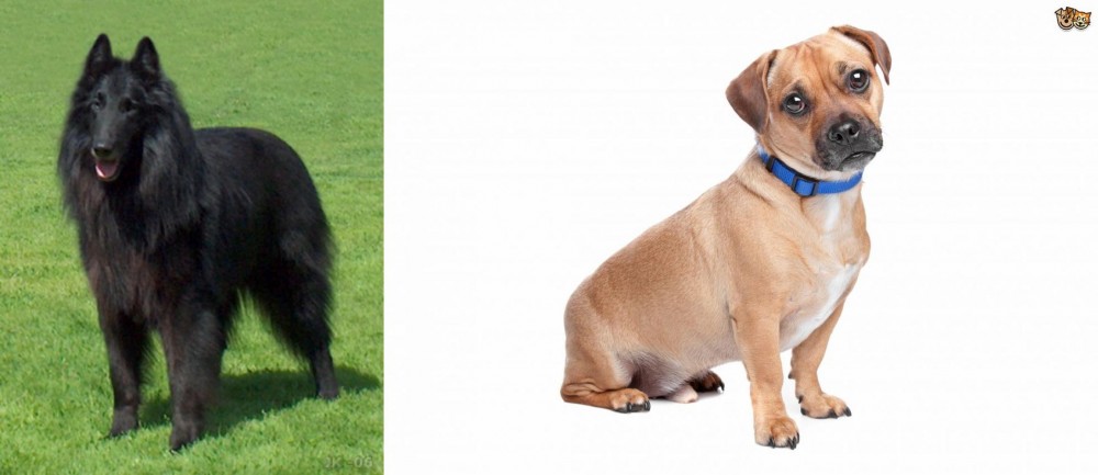Jug vs Belgian Shepherd Dog (Groenendael) - Breed Comparison
