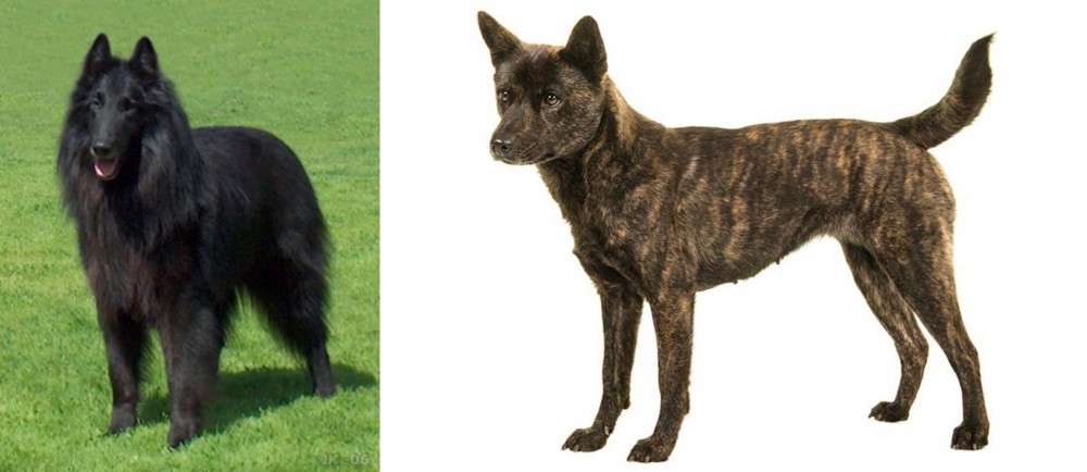 Kai Ken vs Belgian Shepherd Dog (Groenendael) - Breed Comparison