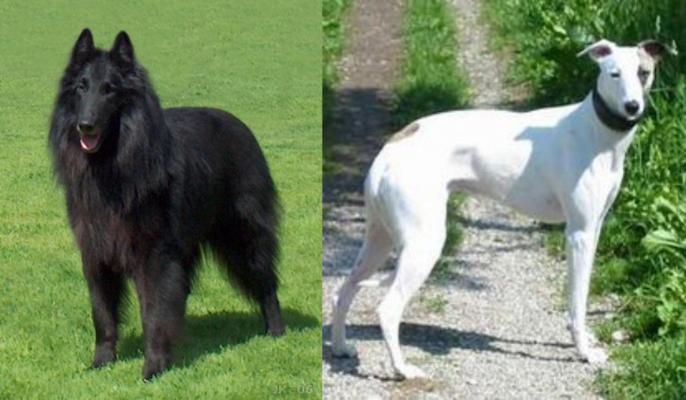 Kaikadi vs Belgian Shepherd Dog (Groenendael) - Breed Comparison