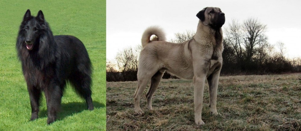 Kangal Dog vs Belgian Shepherd Dog (Groenendael) - Breed Comparison