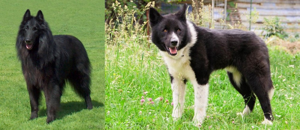 Karelian Bear Dog vs Belgian Shepherd Dog (Groenendael) - Breed Comparison