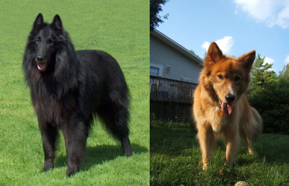 Karelo-Finnish Laika vs Belgian Shepherd Dog (Groenendael) - Breed Comparison