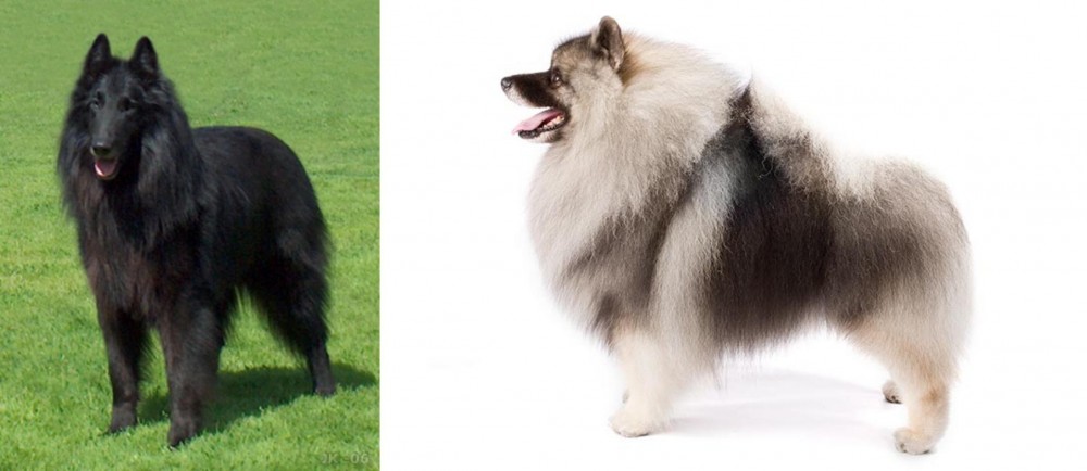 Keeshond vs Belgian Shepherd Dog (Groenendael) - Breed Comparison
