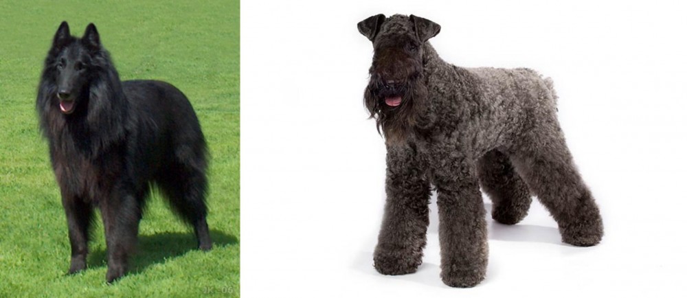 Kerry Blue Terrier vs Belgian Shepherd Dog (Groenendael) - Breed Comparison