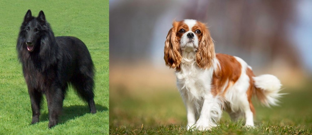 King Charles Spaniel vs Belgian Shepherd Dog (Groenendael) - Breed Comparison