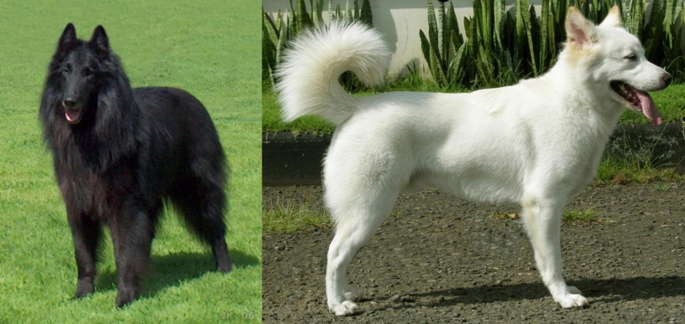 Kintamani vs Belgian Shepherd Dog (Groenendael) - Breed Comparison