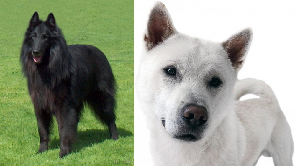 Kishu vs Belgian Shepherd Dog (Groenendael) - Breed Comparison
