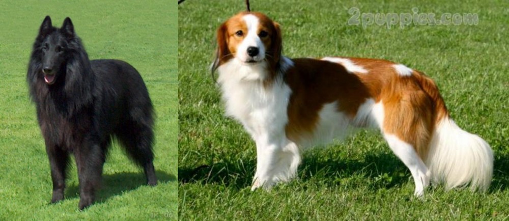 Kooikerhondje vs Belgian Shepherd Dog (Groenendael) - Breed Comparison
