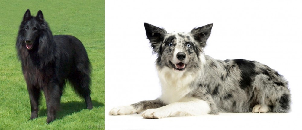 Koolie vs Belgian Shepherd Dog (Groenendael) - Breed Comparison