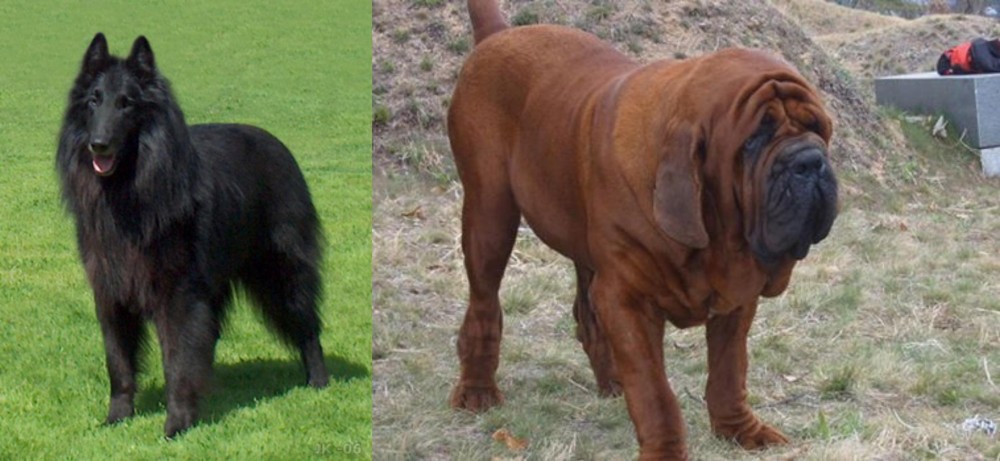 Korean Mastiff vs Belgian Shepherd Dog (Groenendael) - Breed Comparison