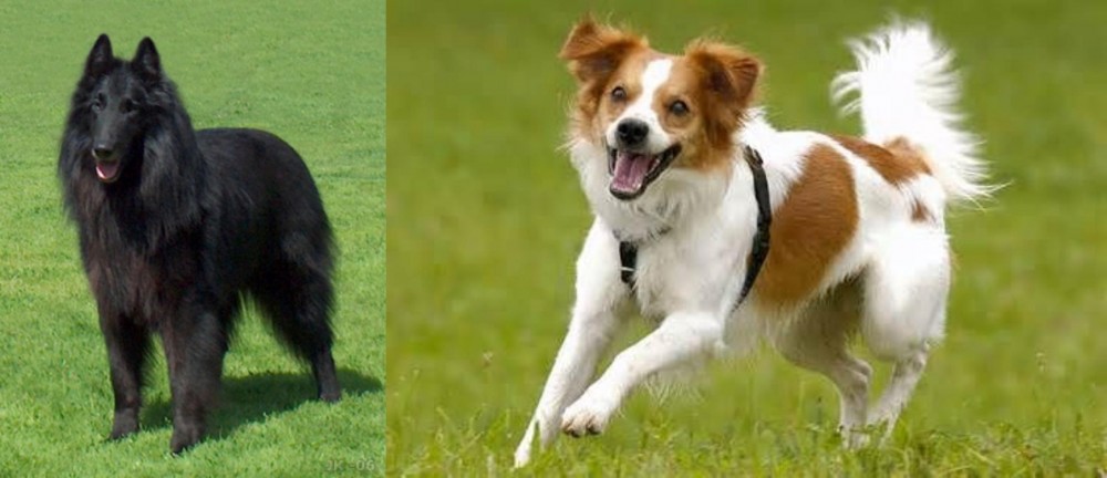 Kromfohrlander vs Belgian Shepherd Dog (Groenendael) - Breed Comparison