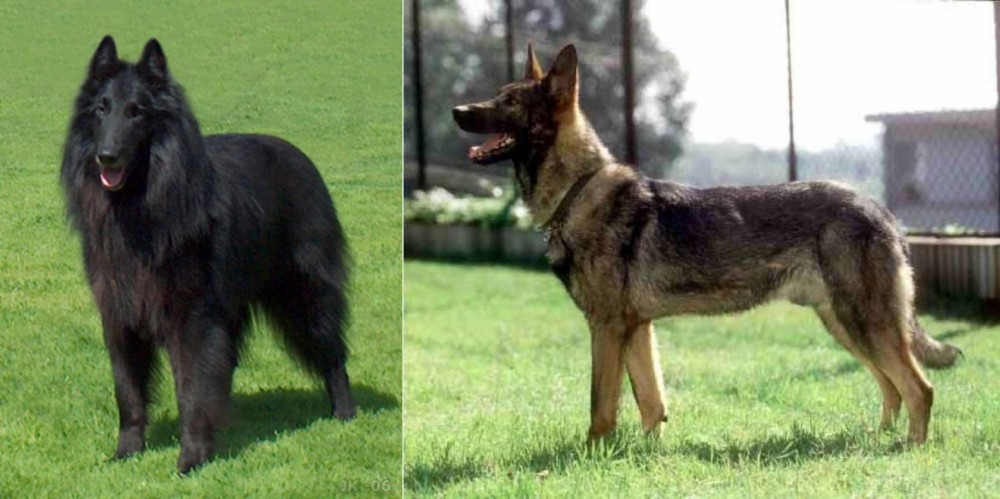 Kunming Dog vs Belgian Shepherd Dog (Groenendael) - Breed Comparison