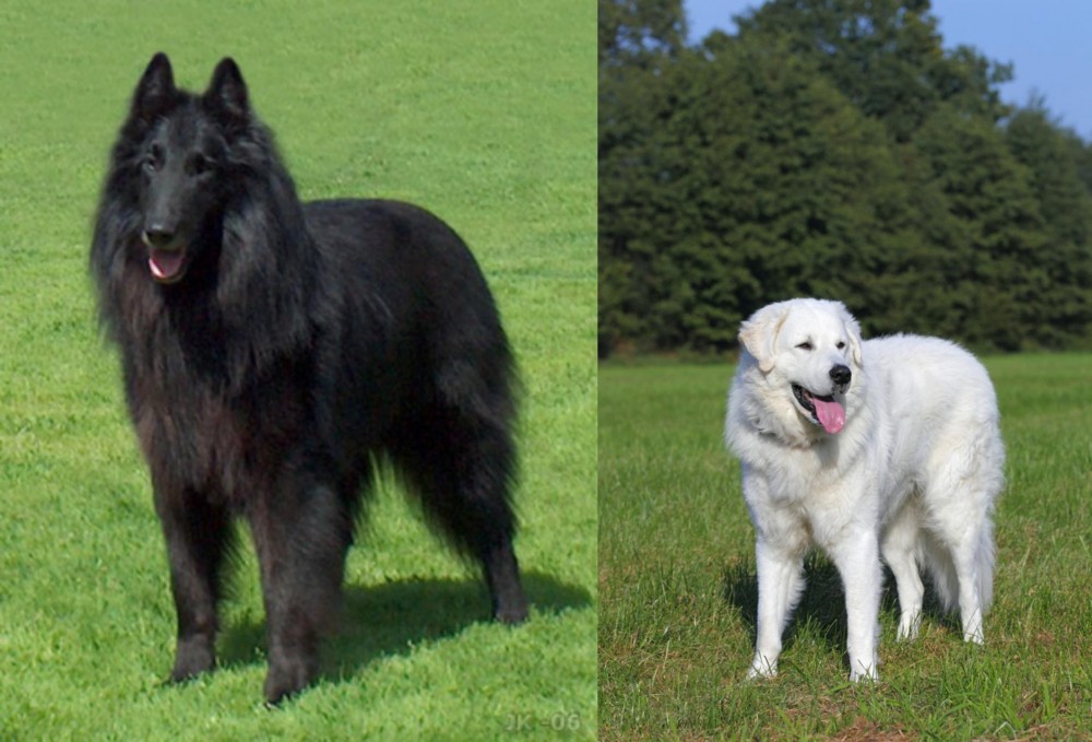 Kuvasz vs Belgian Shepherd Dog (Groenendael) - Breed Comparison