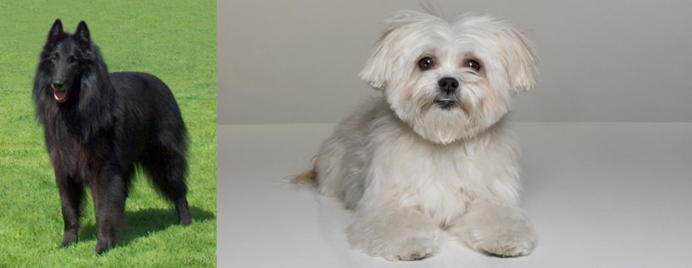 Kyi-Leo vs Belgian Shepherd Dog (Groenendael) - Breed Comparison