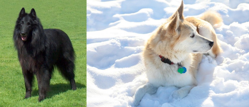 Labrador Husky vs Belgian Shepherd Dog (Groenendael) - Breed Comparison