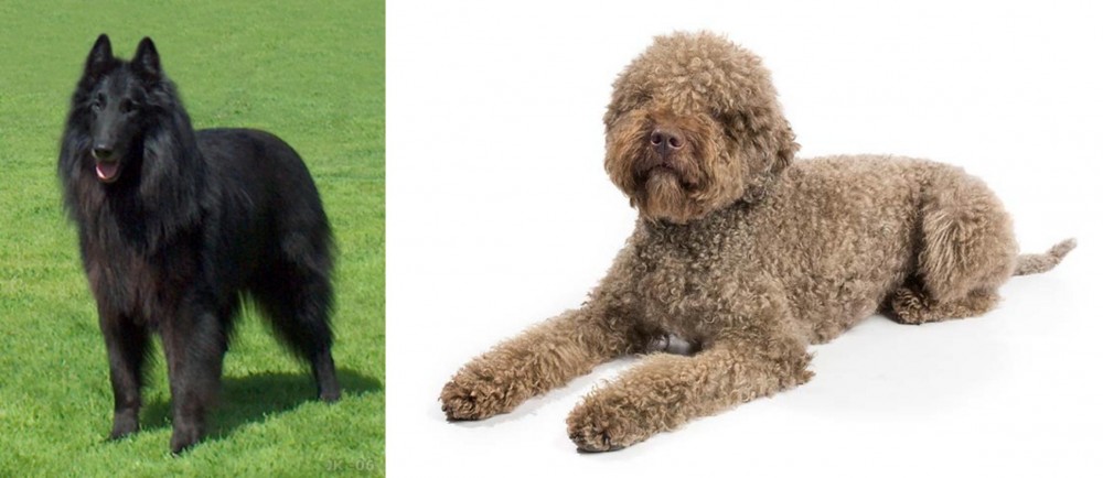 Lagotto Romagnolo vs Belgian Shepherd Dog (Groenendael) - Breed Comparison