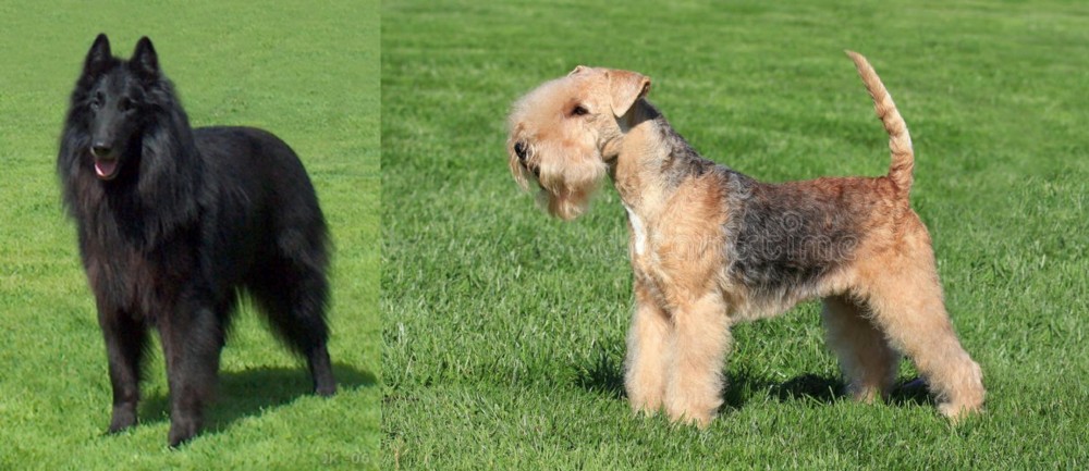 Lakeland Terrier vs Belgian Shepherd Dog (Groenendael) - Breed Comparison