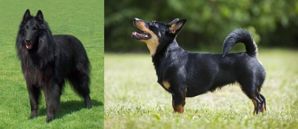 Lancashire Heeler vs Belgian Shepherd Dog (Groenendael) - Breed Comparison