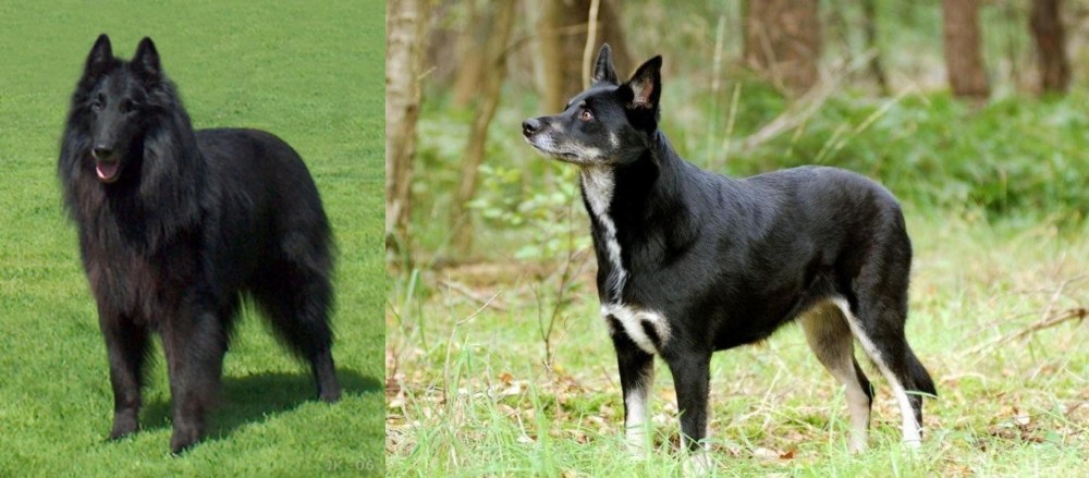 Lapponian Herder vs Belgian Shepherd Dog (Groenendael) - Breed Comparison