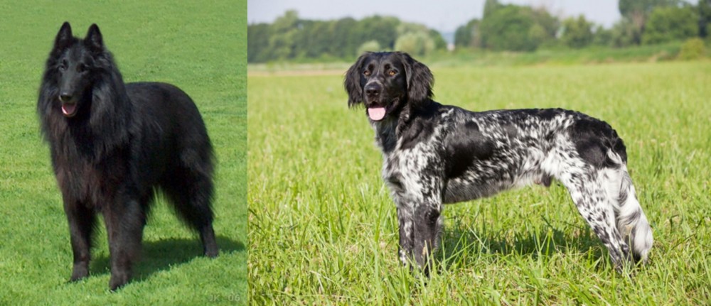Large Munsterlander vs Belgian Shepherd Dog (Groenendael) - Breed Comparison