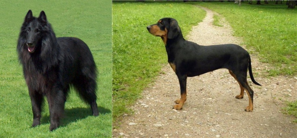 Latvian Hound vs Belgian Shepherd Dog (Groenendael) - Breed Comparison