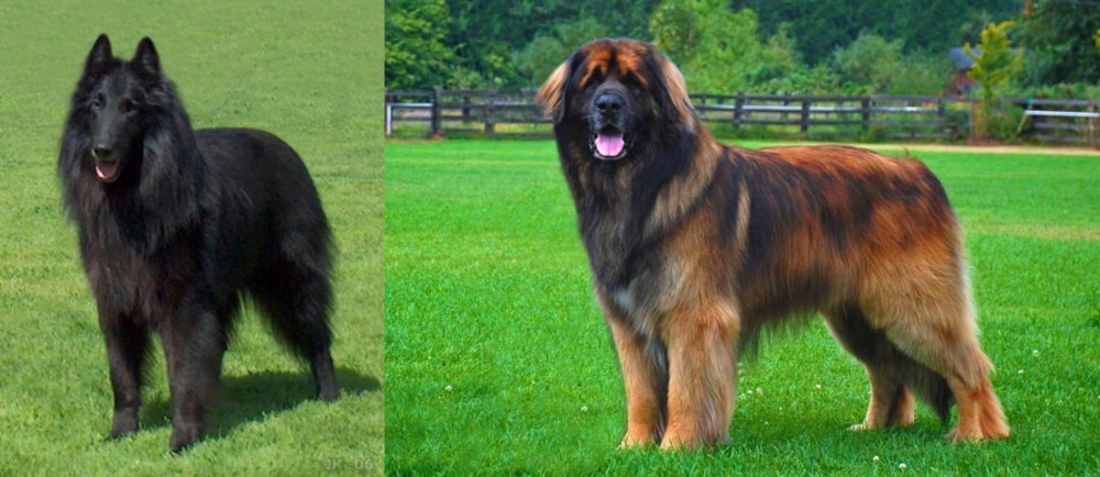 Leonberger vs Belgian Shepherd Dog (Groenendael) - Breed Comparison