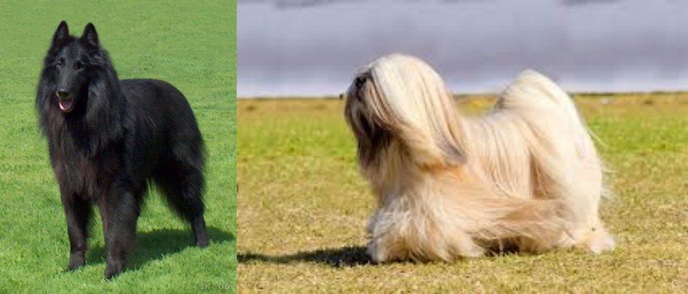Lhasa Apso vs Belgian Shepherd Dog (Groenendael) - Breed Comparison