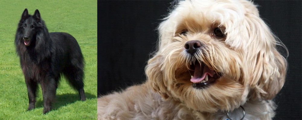 Lhasapoo vs Belgian Shepherd Dog (Groenendael) - Breed Comparison