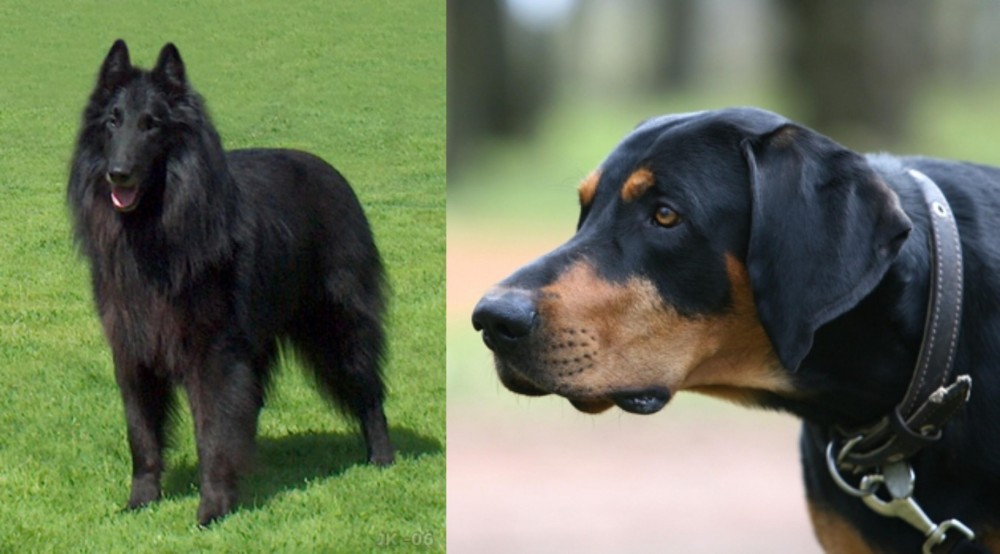 Lithuanian Hound vs Belgian Shepherd Dog (Groenendael) - Breed Comparison