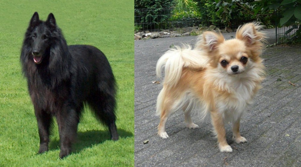 Long Haired Chihuahua vs Belgian Shepherd Dog (Groenendael) - Breed Comparison