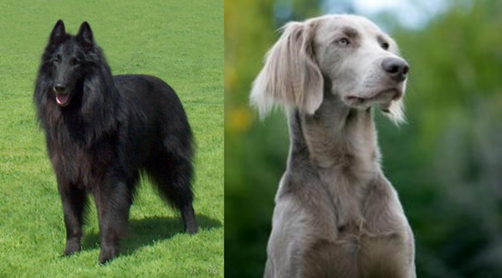 Longhaired Weimaraner vs Belgian Shepherd Dog (Groenendael) - Breed Comparison