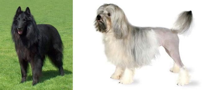 Lowchen vs Belgian Shepherd Dog (Groenendael) - Breed Comparison