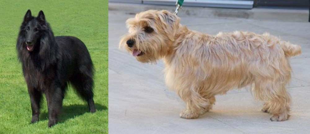 Lucas Terrier vs Belgian Shepherd Dog (Groenendael) - Breed Comparison
